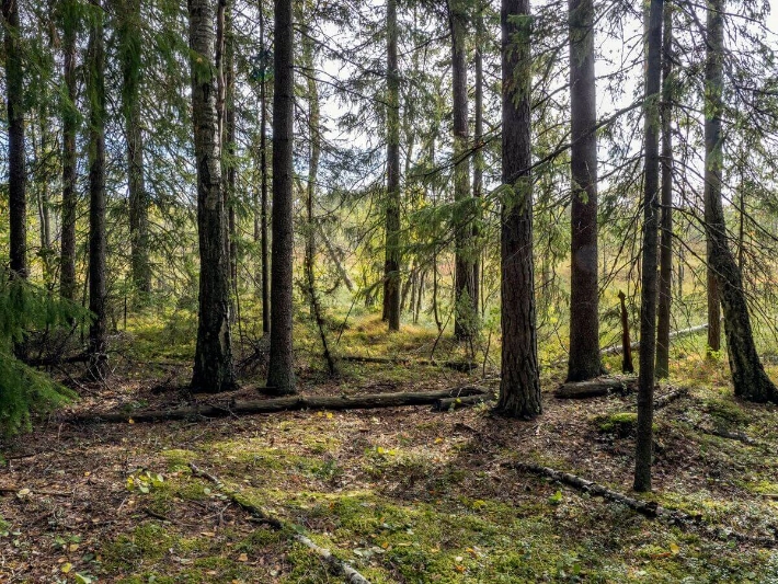 A Finnish forest. - Jari Kostet / Visit Finland