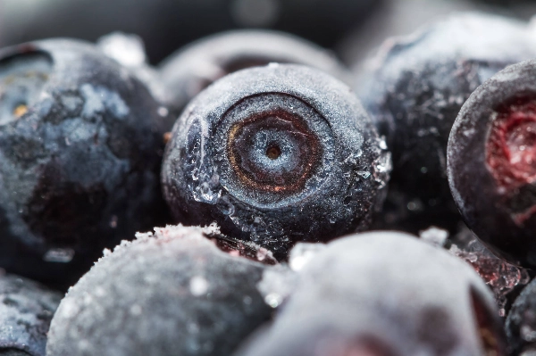 Wild berry picking and seasonal work in Finland