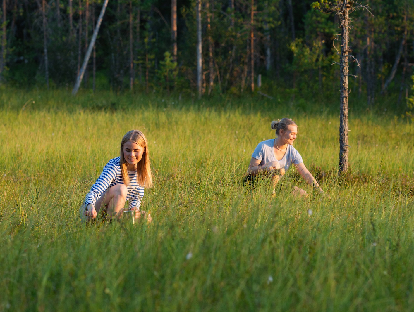 Des femmes cueillant des fleurs dans un marais finlandais.