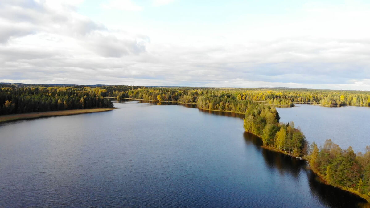 Scenic forest and lake in Liesjärvi National Park. - Jaska Halttunen