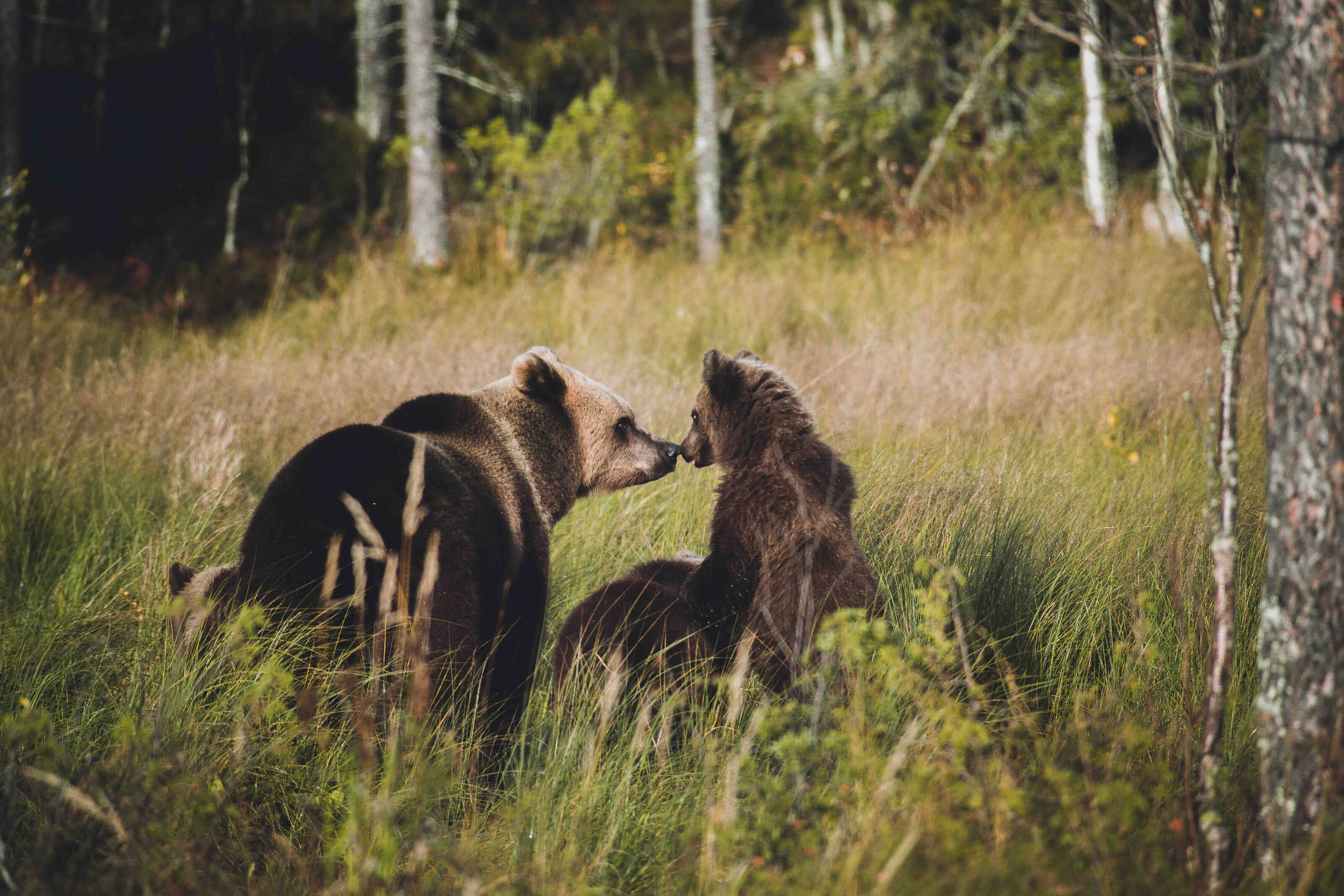 three bears in a forest in finland.