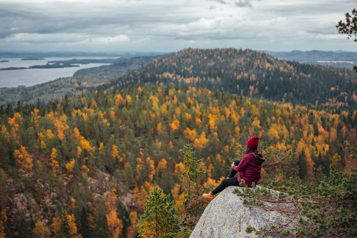 Autumn foliage overlooking Lake Pielinen in Koli National Park, Finland. - Julia Kivelä