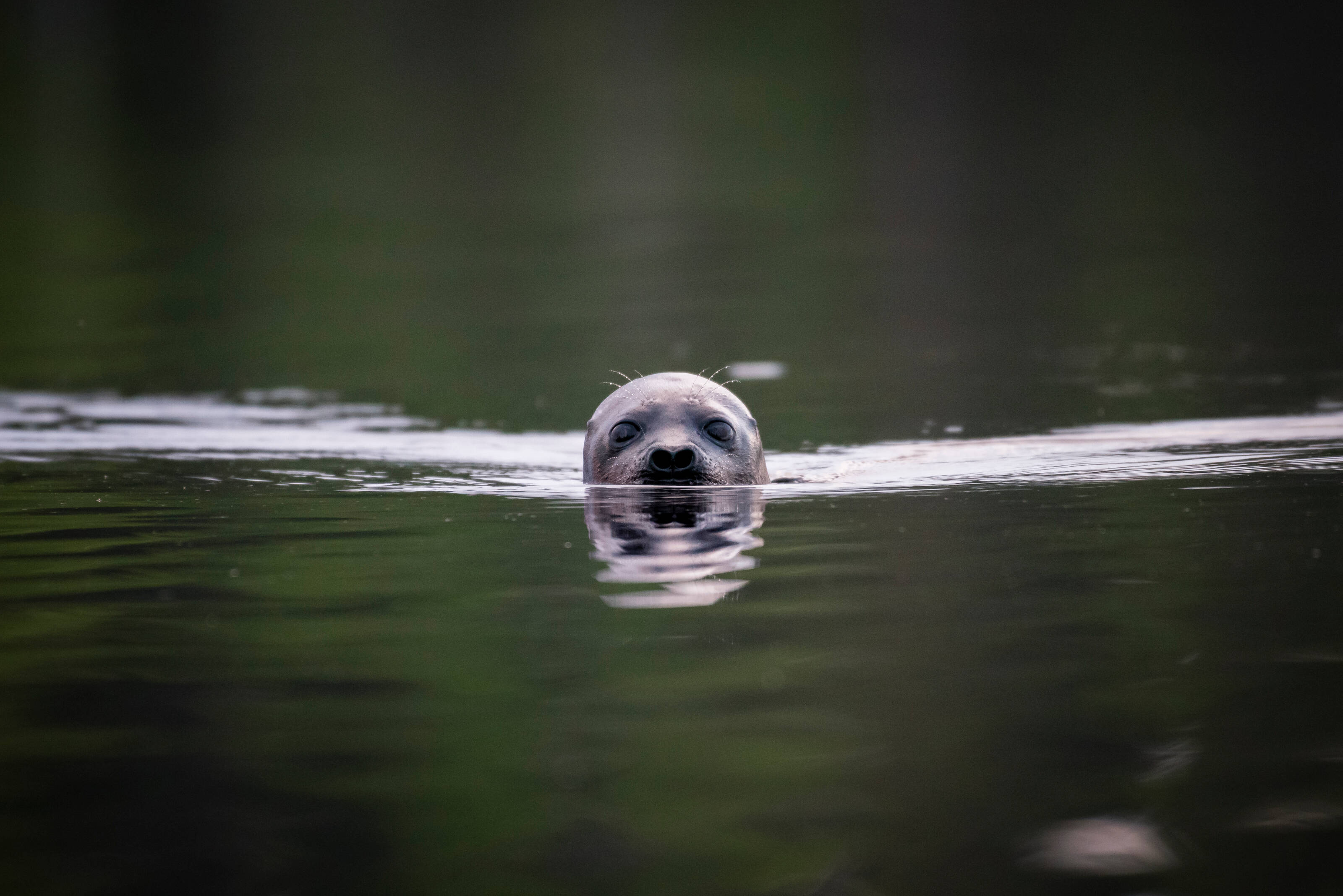 Saimaa Ringed Seal swimming in Lake Saimaa. - Visit Saimaa