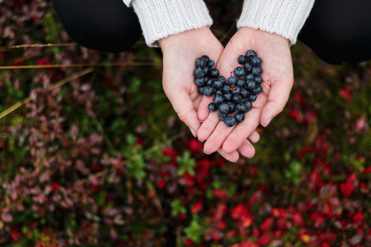 Person foraging wild berries in Lapland. - Mariia Kauppi