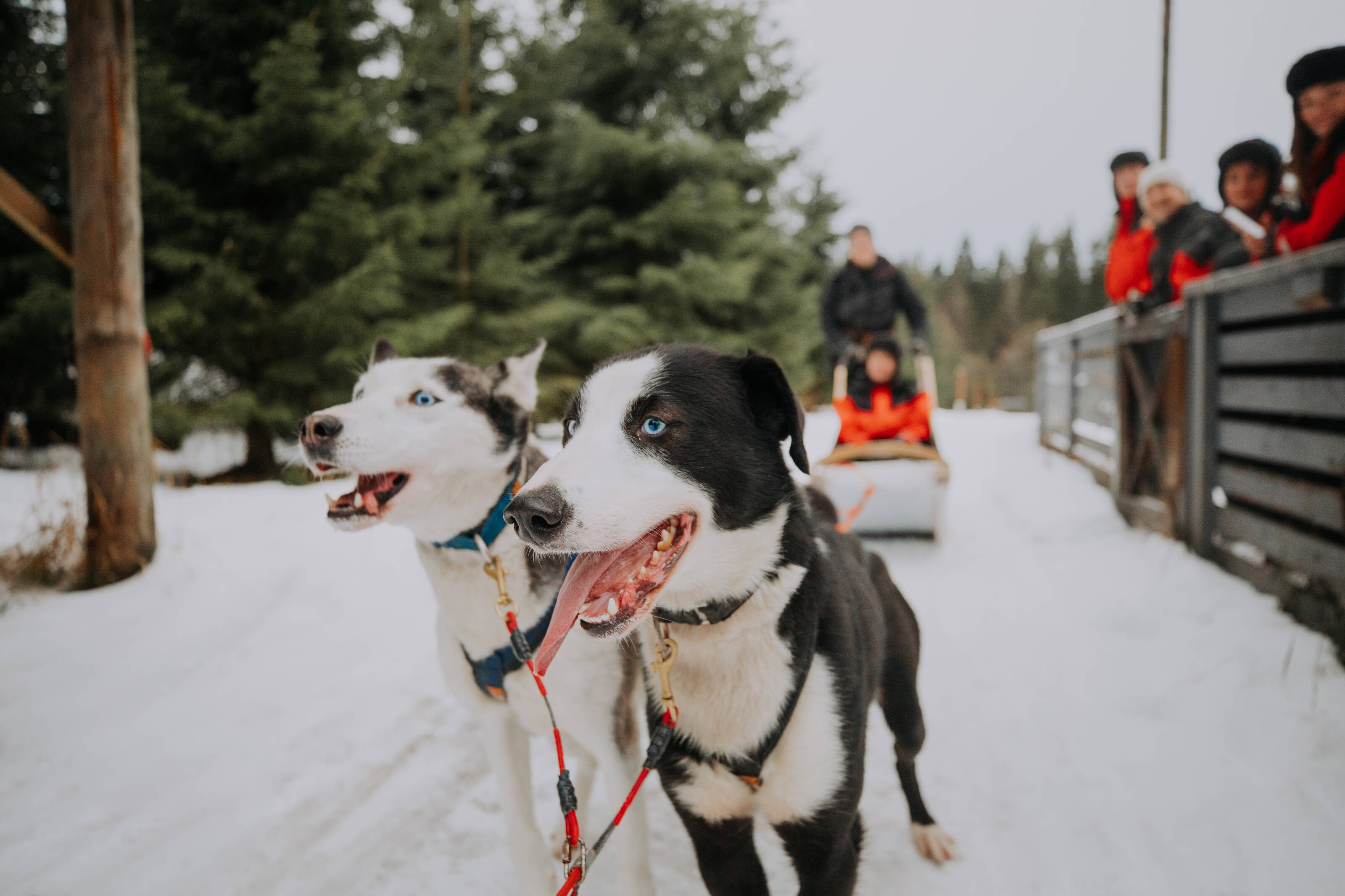 Enjoy a husky ride in snowy Vuokatti, Finland. -  Julia Kivelä