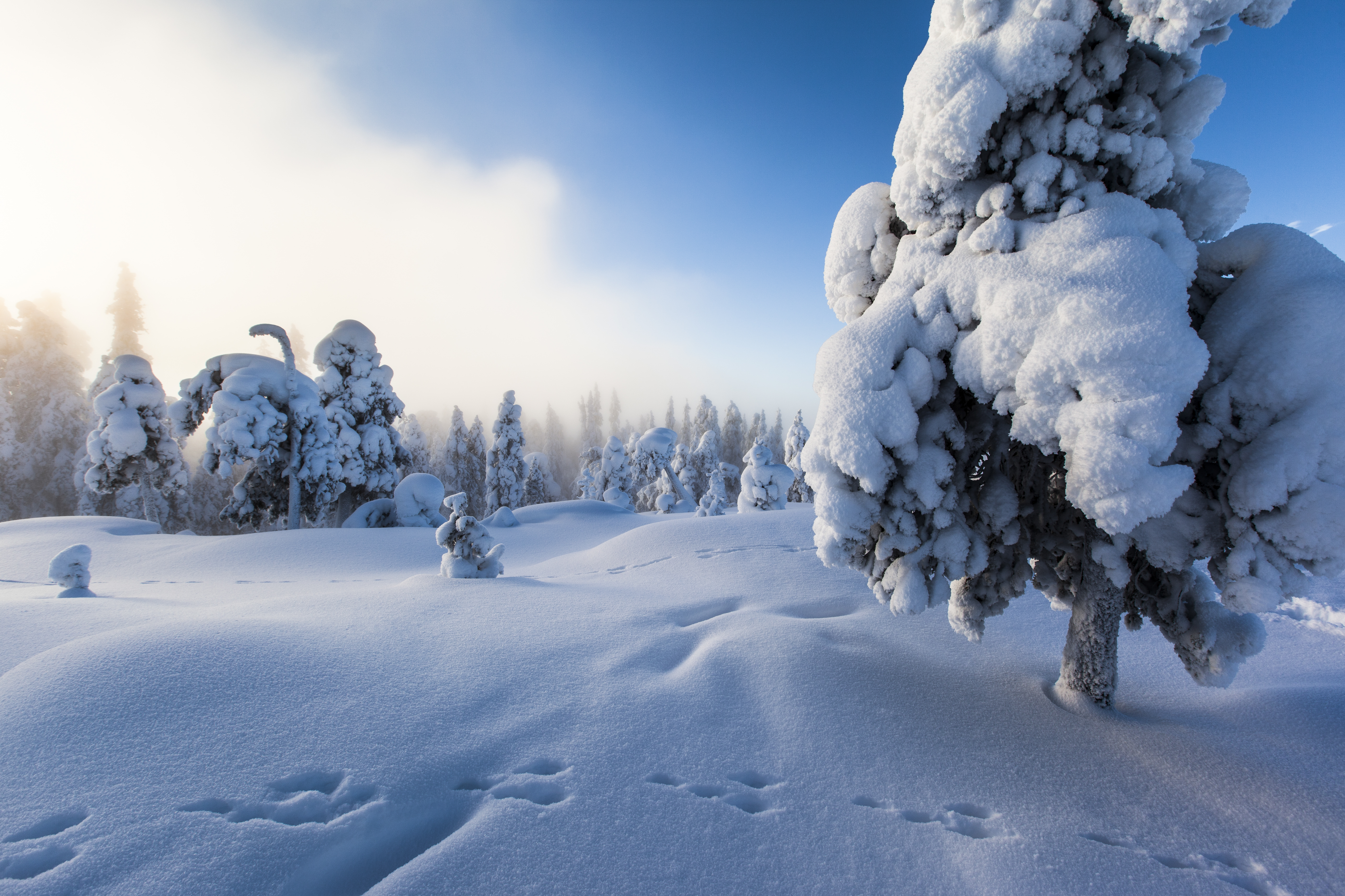 Hiking the Bear’s Trail in the Oulanka National Park